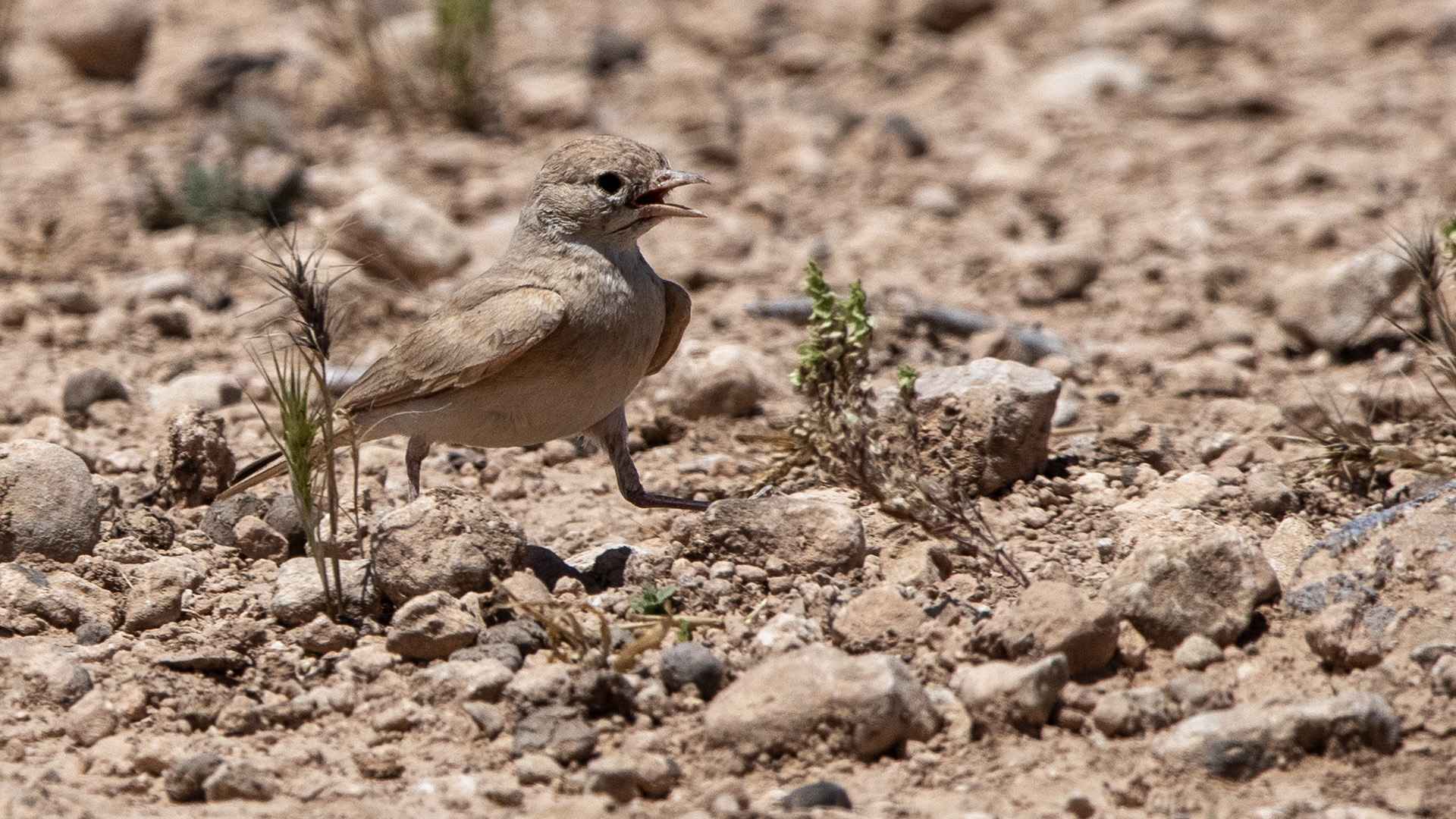 Bar-tailed Lark